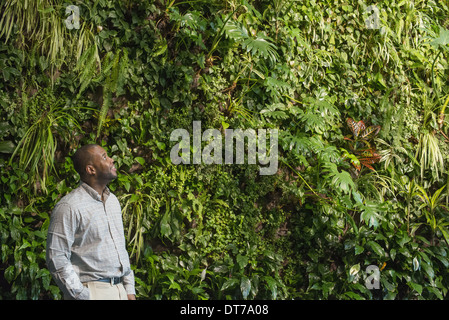 A man looking up at the lush foliage covering a tall wall. Stock Photo
