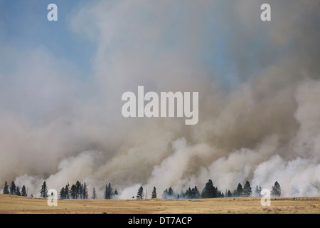 A large forest fire near Ellensburg in Kittitas county Smoke rising above trees Ellensburg Kittitas County Washington USA Stock Photo
