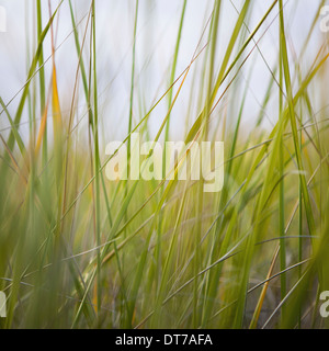 Close up of sea grasses on Long Beach Peninsula Long Beach Peninsula Washington USA Stock Photo