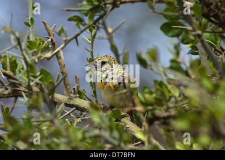 D'Arnaud's Barbet (Trachyphonus darnaudii ssp. usambiro) perched in a tree Stock Photo