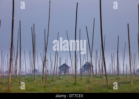 The marshes of Inle Lake Myanmar Small houses on stilts and tall poles upright in the marsh landscape Inle Lake Myanmar Stock Photo