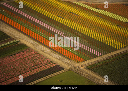 Tulips in bloom create a colourful pattern fields of Skagit Valley Washington seen from the air Skagit Valley Washington USA Stock Photo