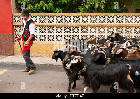 Farmer in traditional costume with herd of Goats at Fiesta del Pino in Teror, Gran Canaria, Canary Islands, Spain Stock Photo