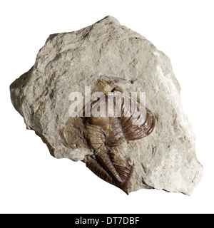 Fossil Trilobite (Dalmanites myops) from the Silurian of Ludlow, Shropshire. Stock Photo