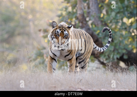 Bengal tiger (Panthera tigris tigris) walking in dry forest, looking at camera, Ranthambhore national park, Rajastan, India. Stock Photo