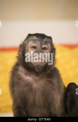 A capuchin monkey seated on a bed in a bedroom Austin Texas USA Stock Photo