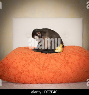 A capuchin monkey seated on a bed in a bedroom An orange coverlet Austin Texas USA Stock Photo