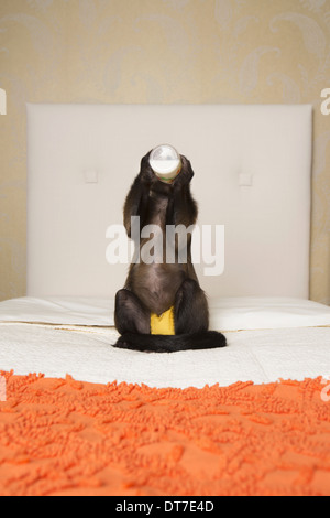 A capuchin monkey seated on a bed in a bedroom drinking from a bottle Austin Texas USA Stock Photo