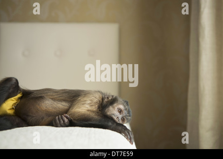 A capuchin monkey lying on his side on a bed Austin Texas USA Stock Photo