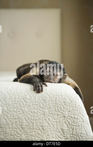 A capuchin monkey lying on a bed in a domestic home Austin Texas USA ...