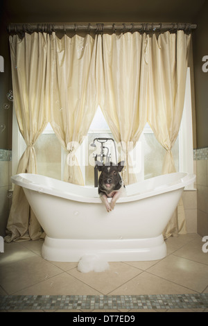 A mini pot bellied pig in a bathtub looking through the shower curtain Austin Texas USA Stock Photo