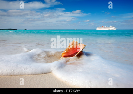 Caribbean sand beach with queen conch shell and cruise line ship on the back Stock Photo