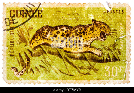 GUINEA - CIRCA 1960: A stamp printed in Guinea from the 'Wild Animals' issue shows a Leopard (Panthera pardus), circa 1960. Stock Photo