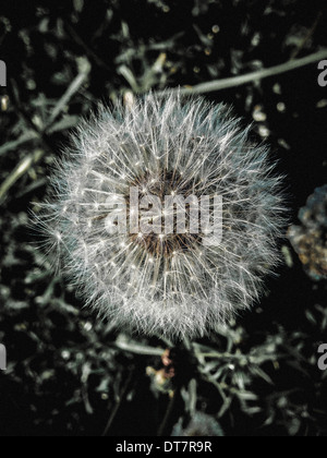 Dandelion seed head Stock Photo