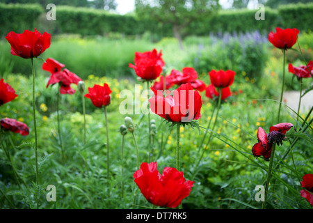 Papaver orientale (Goliath Group) 'Beauty of Livermere' / red oriental poppy Stock Photo