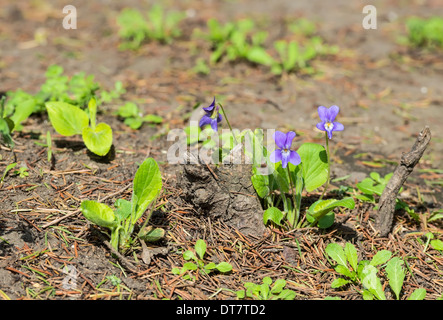 Violacea  Viola reichenbachiana fragile flower in  forest  early spring on the sunny meadow Stock Photo