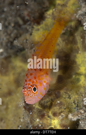 Redspot Dwarfgoby (Trimma halonevum) adult, Lembeh Straits, Sulawesi, Sunda Islands, Indonesia, September Stock Photo