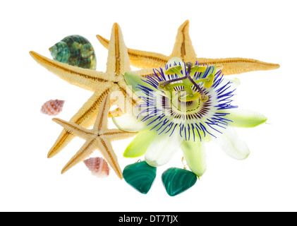 tropical still life, the starfish, cockleshells, passionflower are isolated on the white background Stock Photo