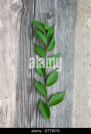 rough wooden background with elm branch Stock Photo