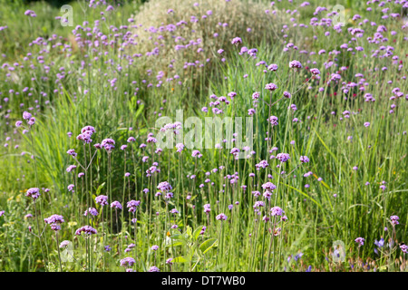 Verbena bonariensis, in long grass Stock Photo