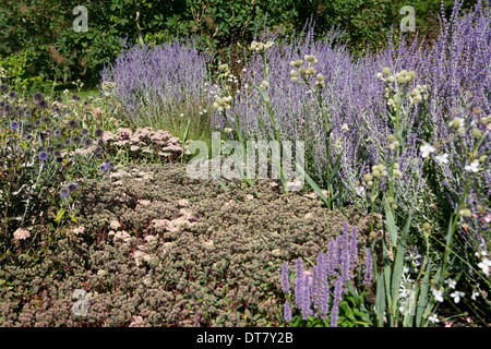 Planting combination - Sedum 'Matrona' (stonecrop) and Perovskia 'Blue Spire' (Russian sage) Stock Photo