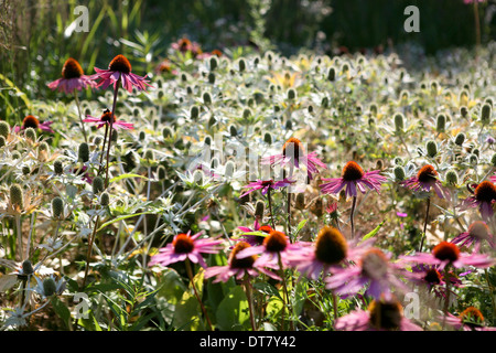 Plant combination - Echinacea purpurea (purple cone flower) and Eryngium giganteum 'Silver Ghost' (giant sea holly) Stock Photo