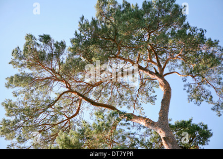 Pinus sylvestris / Scot's pine Stock Photo