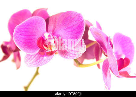 Tropical pink orchid isolated over white background Stock Photo - Alamy