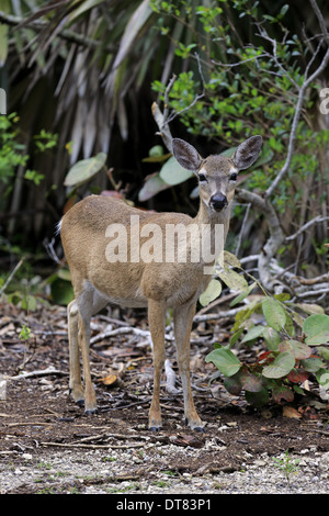 Key Deer (Odocoileus virginianus clavium) females, Florida Keys ...