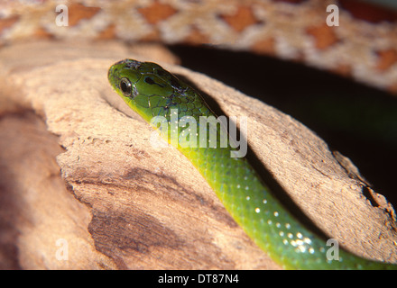 Smooth green snake (Opheodrys vernalis), Colubridae, Mexico Usa Stock Photo