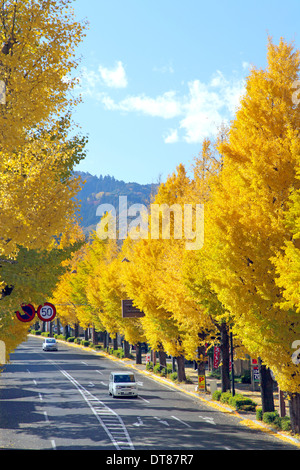 Avenue of ginkgo trees in Autumn color on Koshu-kaido avenue Tokyo Japan