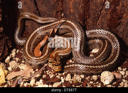 Leopard snake Zamenis situla lineata, Colubridae, Europe Stock Photo