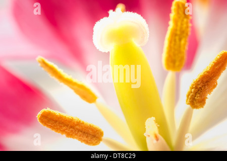 Macro view of a Silver Crown Tulip stamen and pistil Stock Photo