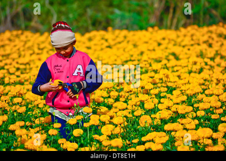 Unidentified worker is picking marigold flowers for sell to flower market in Bangkok on February 1,2014 in Sukhothai Thailand Stock Photo