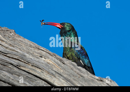 Green Wood Hoopoe (Phoeniculus purpureus) with an insect in the beak, Madikwe Game Reserve, South Africa Stock Photo