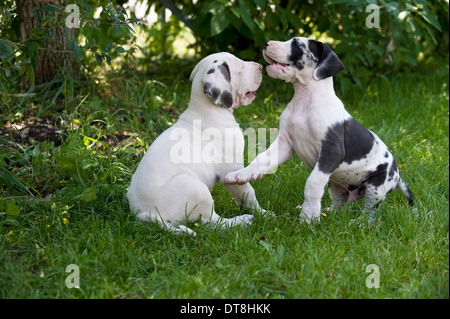 Great Dane Two puppies (6 weeks old White with few black patches and harlequin) playing on a lawn Stock Photo