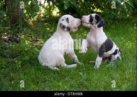 Great Dane Two puppies (6 weeks old White with few black patches and harlequin) playing on a lawn Stock Photo