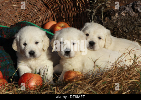 Golden Retriever Three male puppies (5 weeks old) lying in hay next to ripe apples Stock Photo