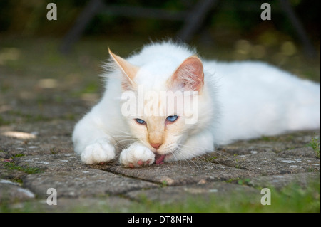 Sacred Birman Tomcat (cream-point, 10 month old) lying on slabs while licking a paw Stock Photo
