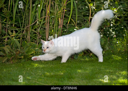 Sacred Birman Tomcat (cream-point, 10 month old) walking on a lawn Stock Photo