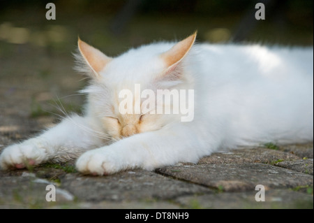 Sacred Birman Tomcat (cream-point, 10 month old) sleeping on slabs Stock Photo