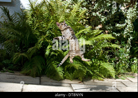 Bengal Cat Kitten (10 weeks old) leaping for prey Stock Photo
