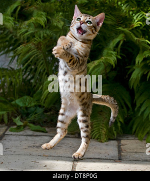 Bengal Cat Kitten (10 weeks old) leaping for prey Stock Photo
