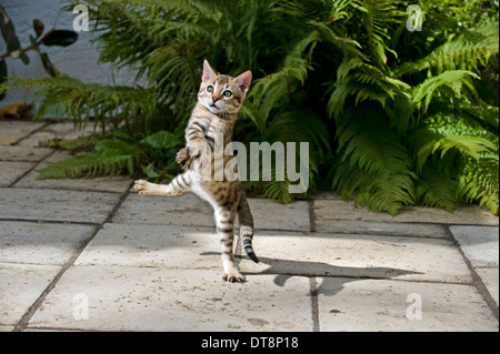 Bengal Cat Kitten (10 weeks old) leaping for prey Stock Photo