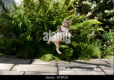 Bengal Cat Kitten (10 weeks old) leaping for prey Stock Photo