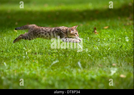 Bengal Cat Kitten (10 weeks old, rosetted pattern) running on a meadow Stock Photo
