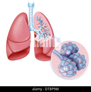 LUNG, DRAWING Stock Photo