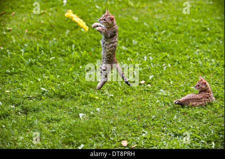 Bengal Cat Two kittens (10 weeks old) on a lawn, playing with a feather toy Stock Photo