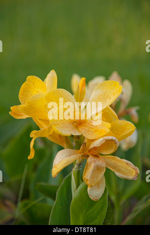 Yellow canna generalis for background Stock Photo