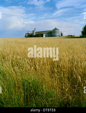 Grain silo in field of ripening wheat in Cambridgeshire Stock Photo